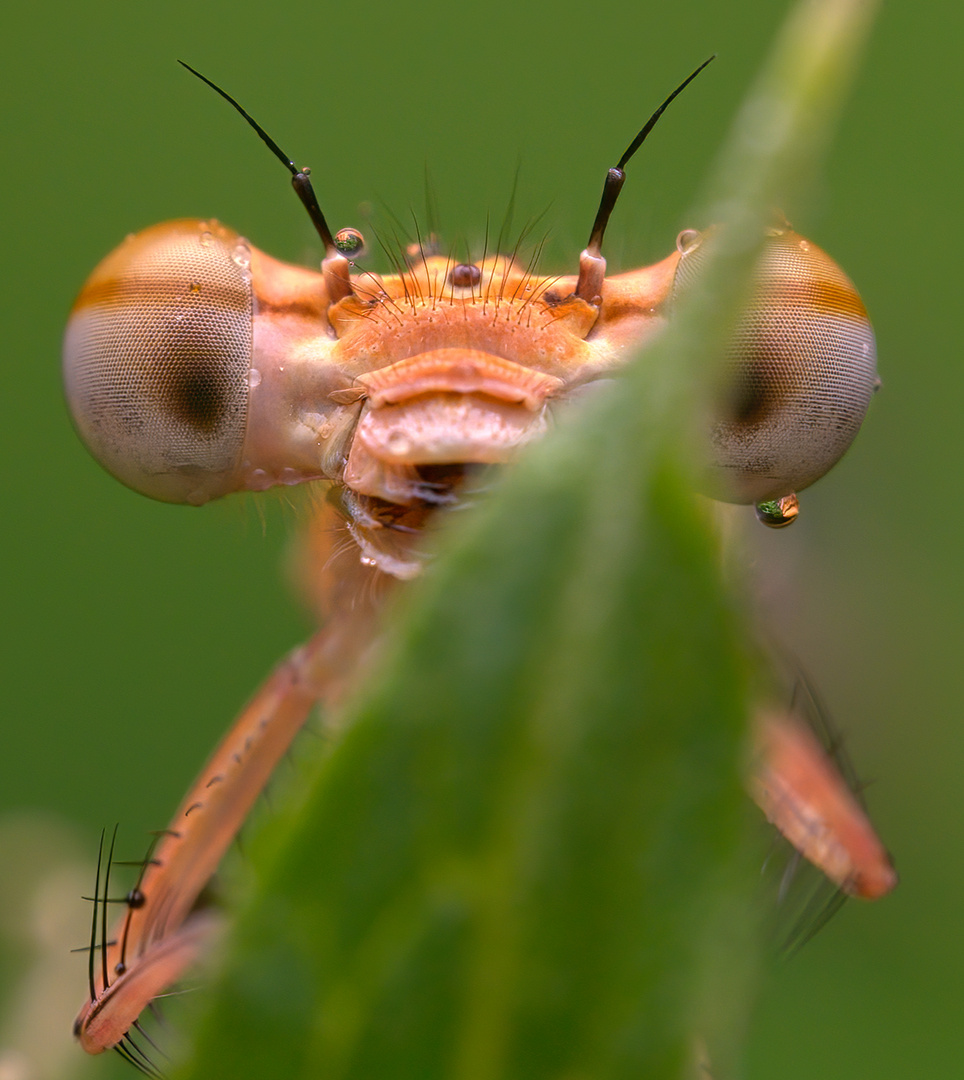 Versteckende Libele