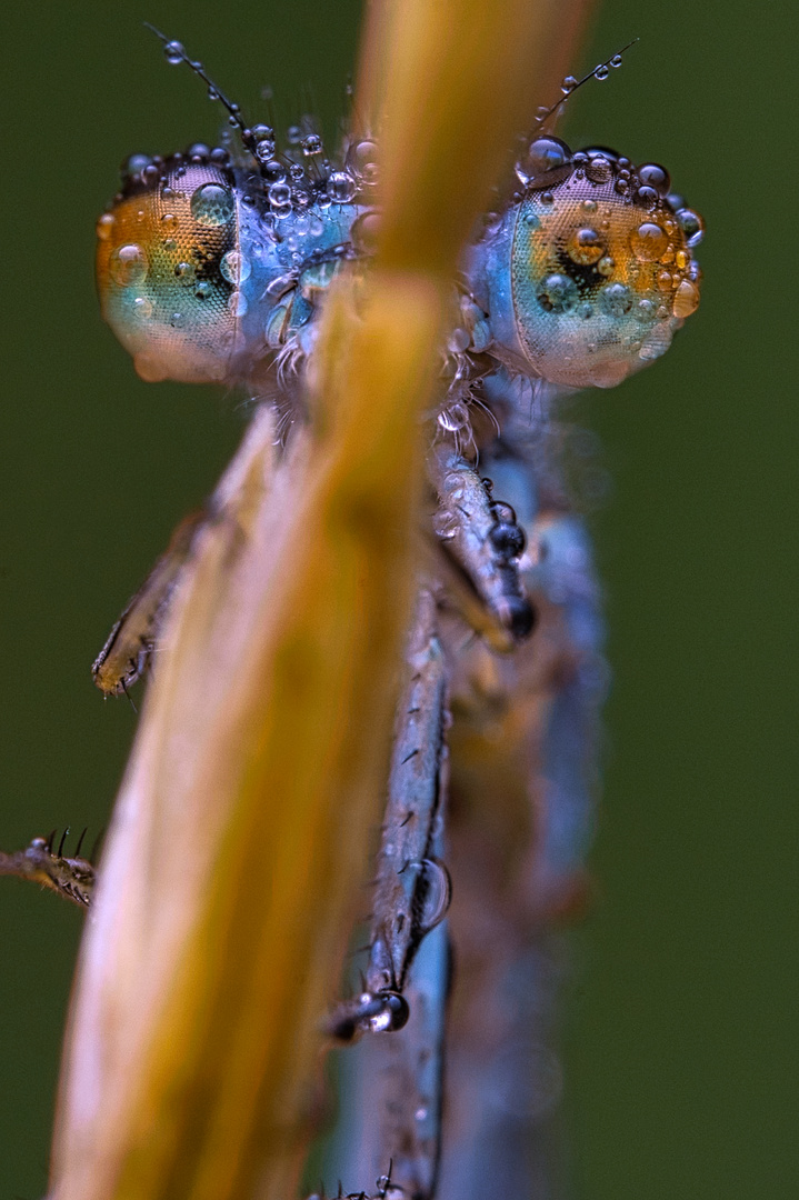 Versteckende Libelle mit Wassertropfen