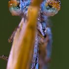 Versteckende Libelle mit Wassertropfen