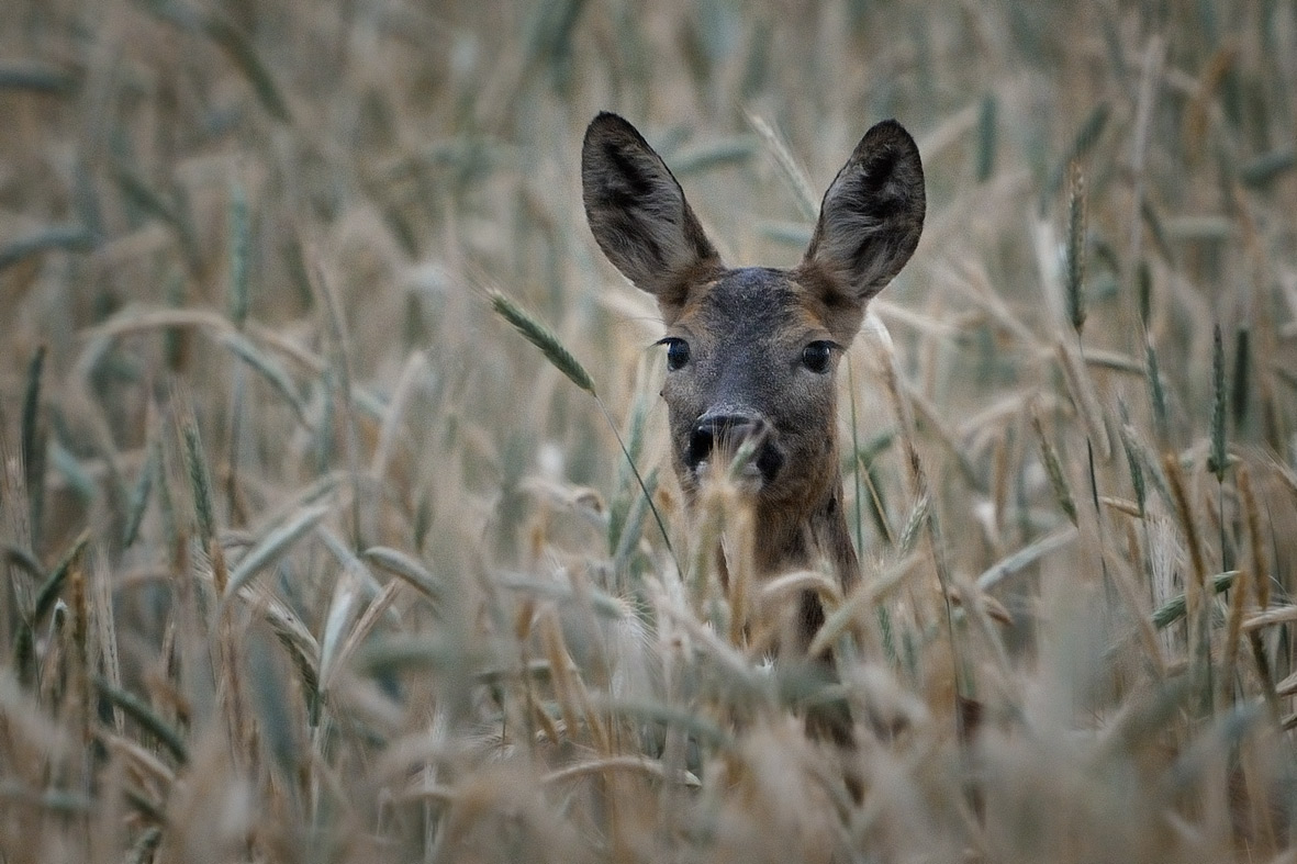 Versteckspiel