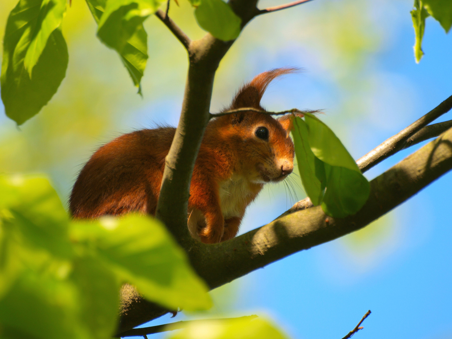 Versteckspiel