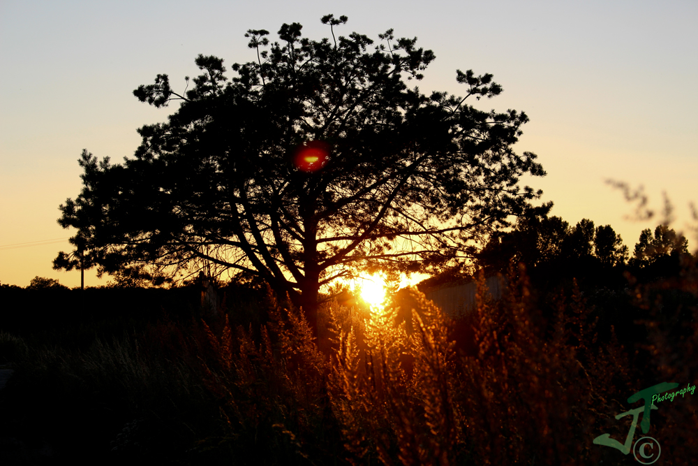 Versteckspiel hinter einem Baum