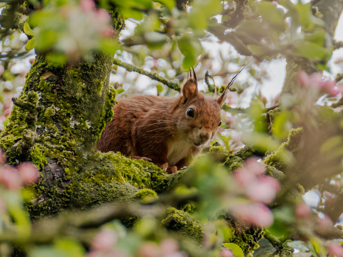 Versteckspiel im Apfelbaum