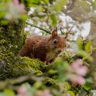 Versteckspiel im Apfelbaum