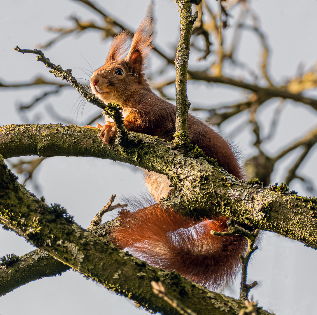 Versteckspiel im Apfelbaum