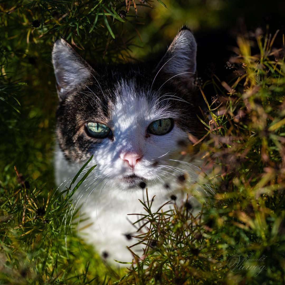 Versteckspiel im Garten