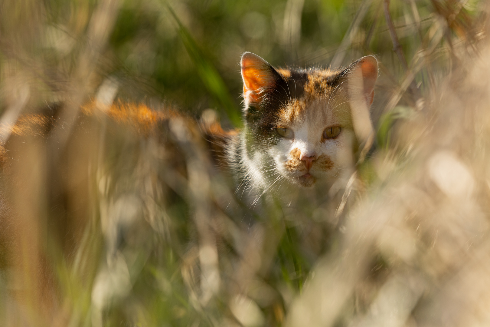 Versteckspiel im hohen Gras