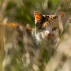 Versteckspiel im hohen Gras