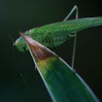 Versteckspiel im Schatten