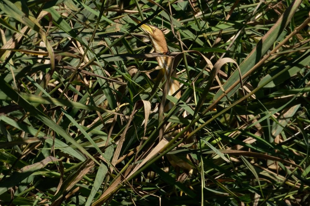 Versteckspiel im Schilf : Zwergdommel (Ixobrychus minutus)