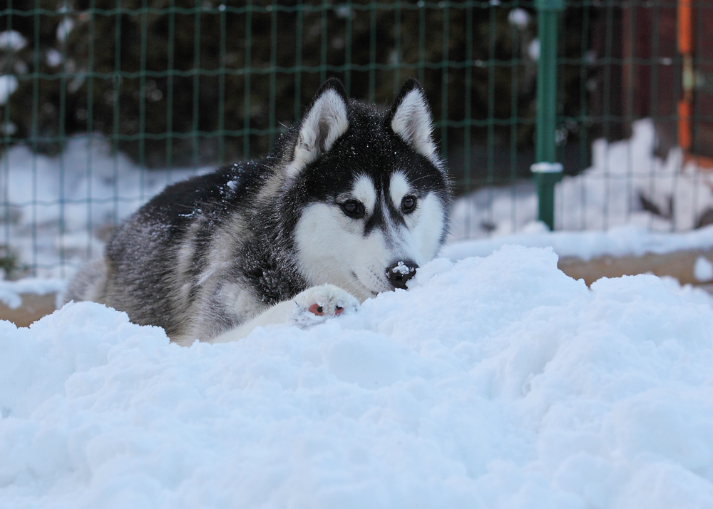 Versteckspiel im Schnee.