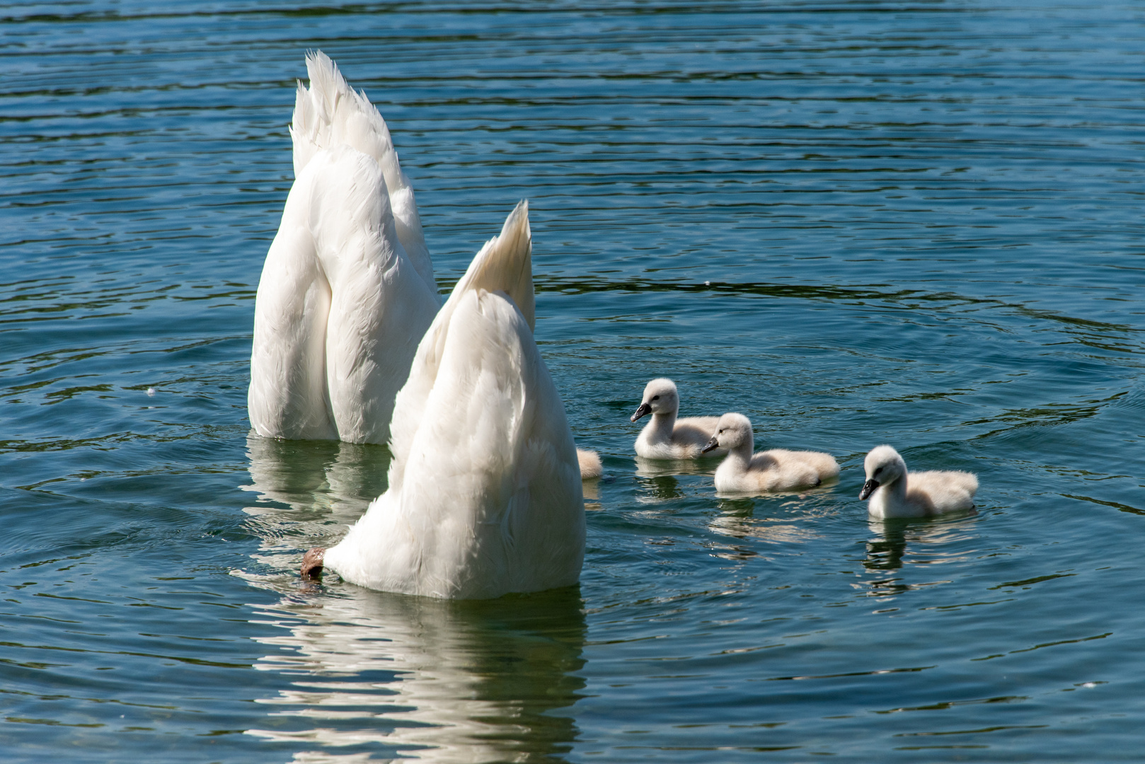 Versteckspiel im Schwanteich