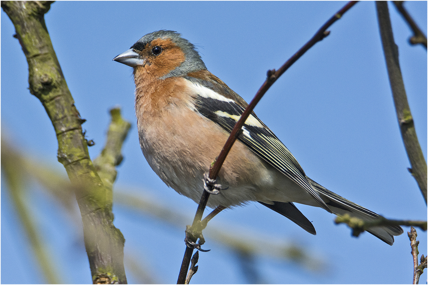 "Versteckspiel" machte dieser Hahn der Buchfinken (Fringilla coelebs) (1) . . .