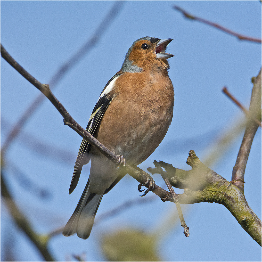 "Versteckspiel" machte dieser Hahn der Buchfinken (Fringilla coelebs) (2) . . .