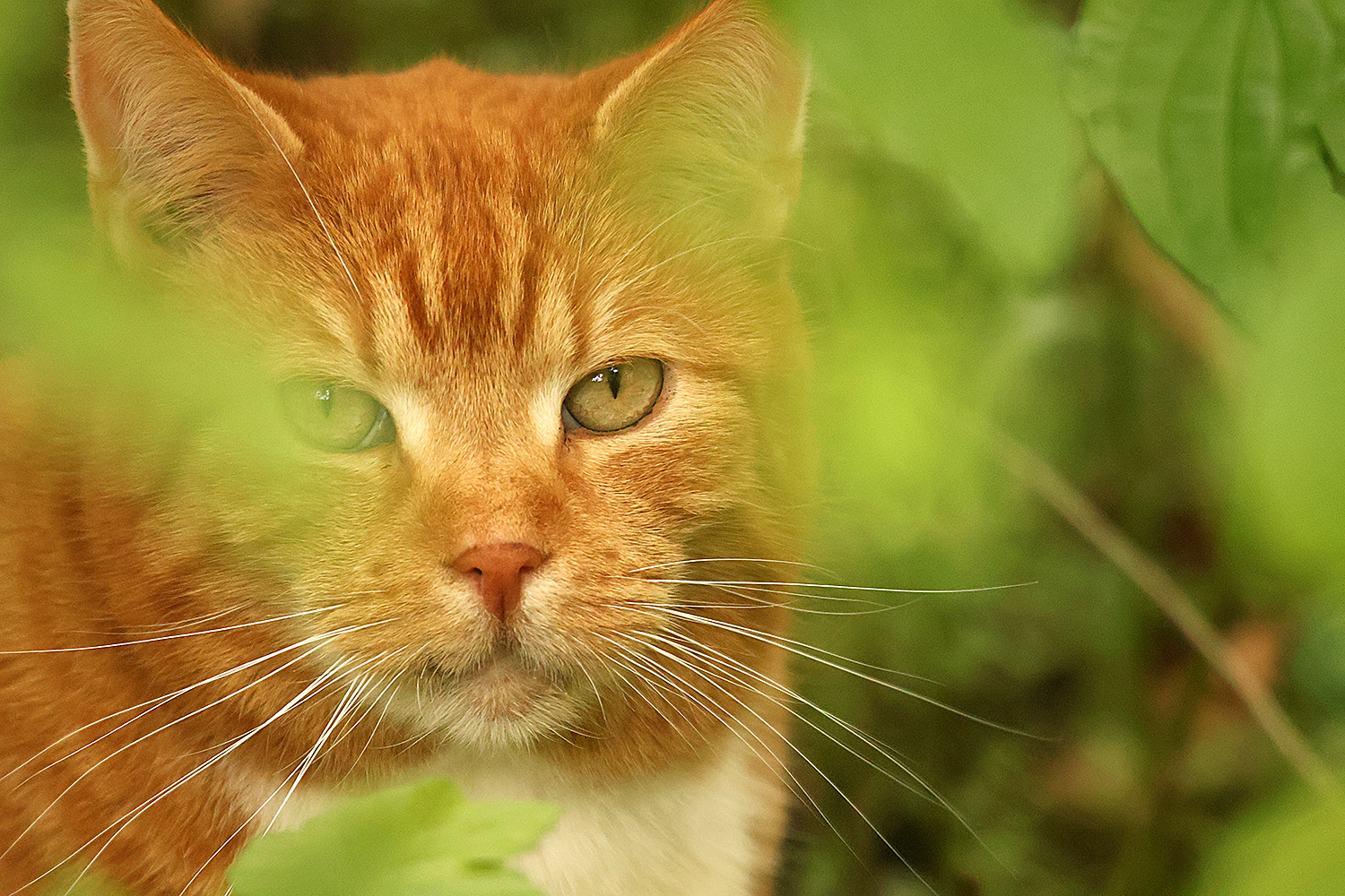 Versteckspiel mit der hübschen Katze