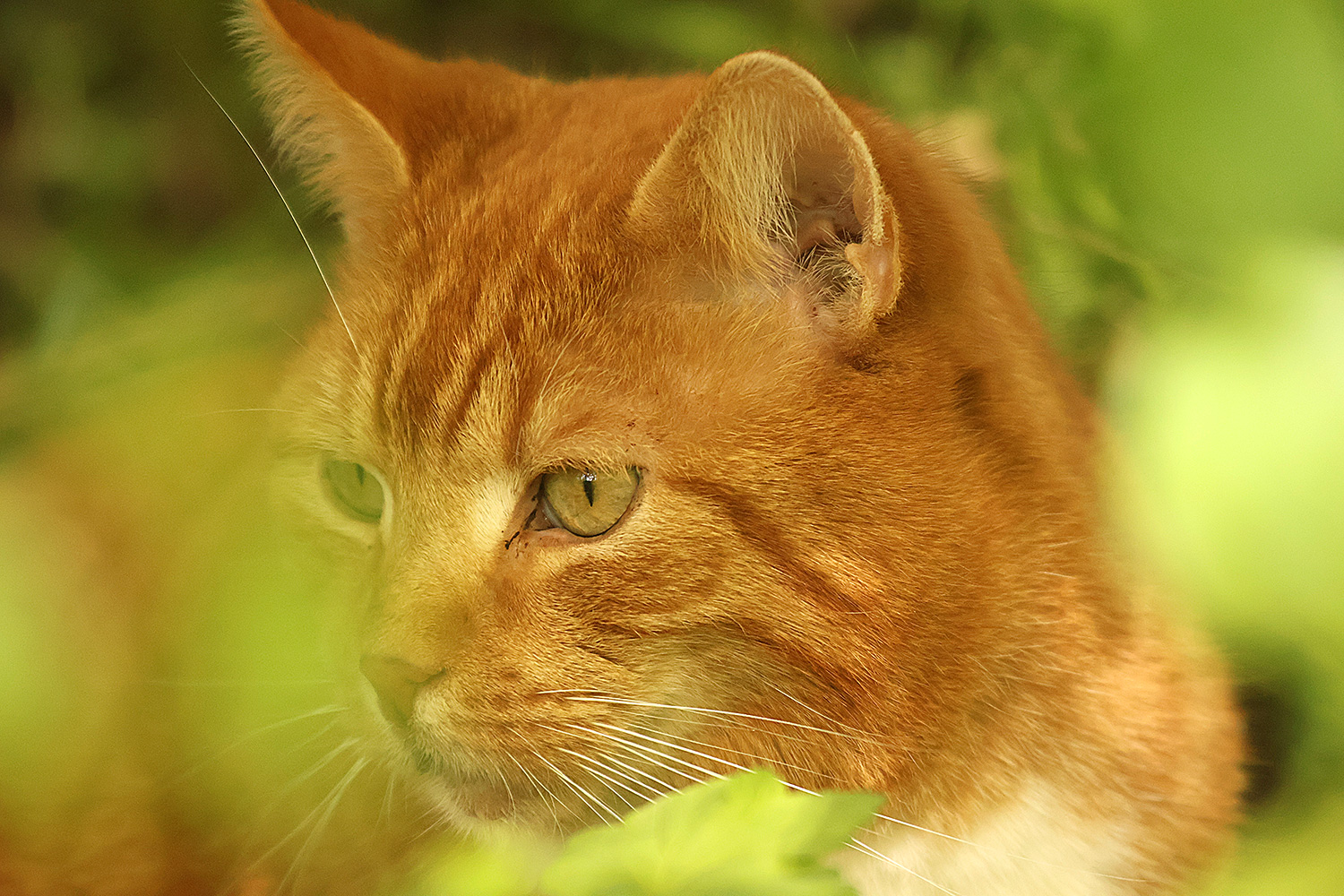 Versteckspiel mit der hübschen Katze