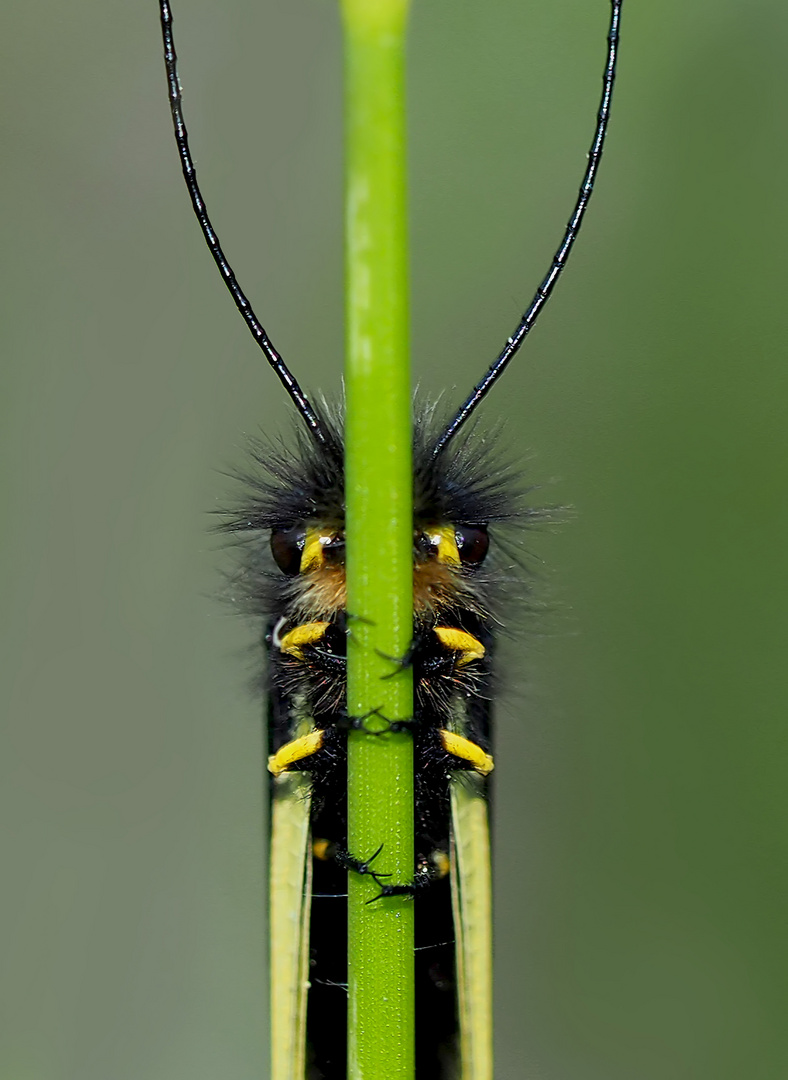 Versteckspiel mit Libellen-Schmetterlingshaft (Libelloides coccajus) - L’Ascalaphe soufré.