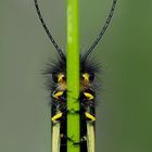 Versteckspiel mit Libellen-Schmetterlingshaft (Libelloides coccajus) - L’Ascalaphe soufré.