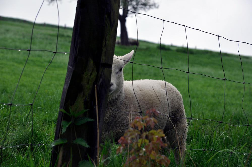 Versteckspiel mit Schaf