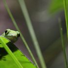 Versteckspiel (Phelsuma pasteuri)