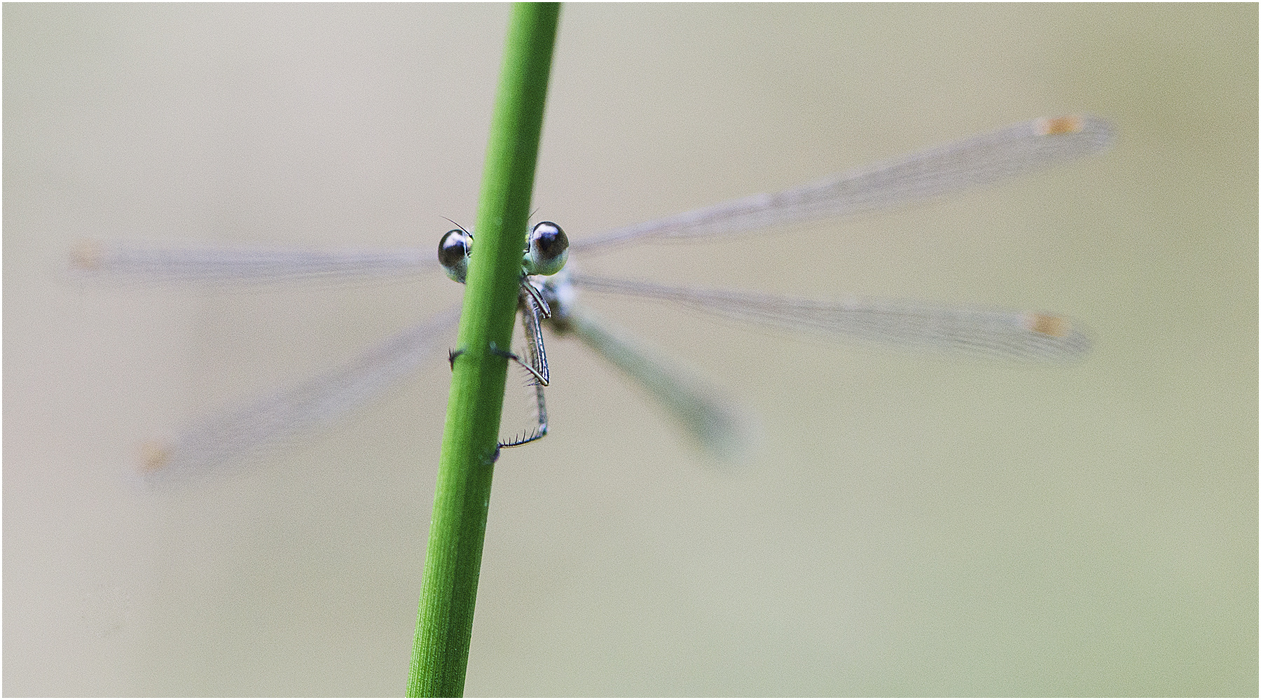 Versteckspiel versuchte die Kleine Binsenjungfer (Lestes virens) mit mir . . .