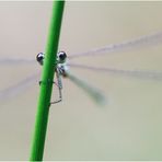 Versteckspiel versuchte die Kleine Binsenjungfer (Lestes virens) mit mir . . .