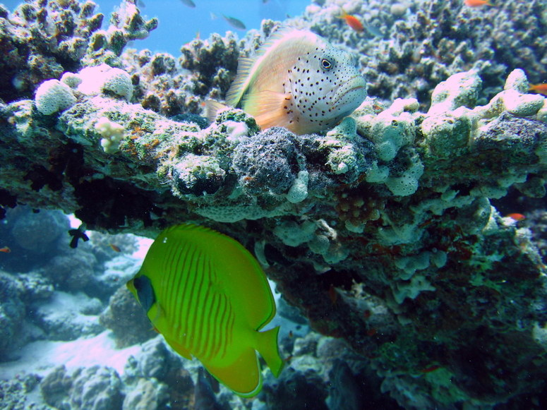 Versteckspielen im Roten Meer