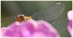 versteckspielen vorm fotografen