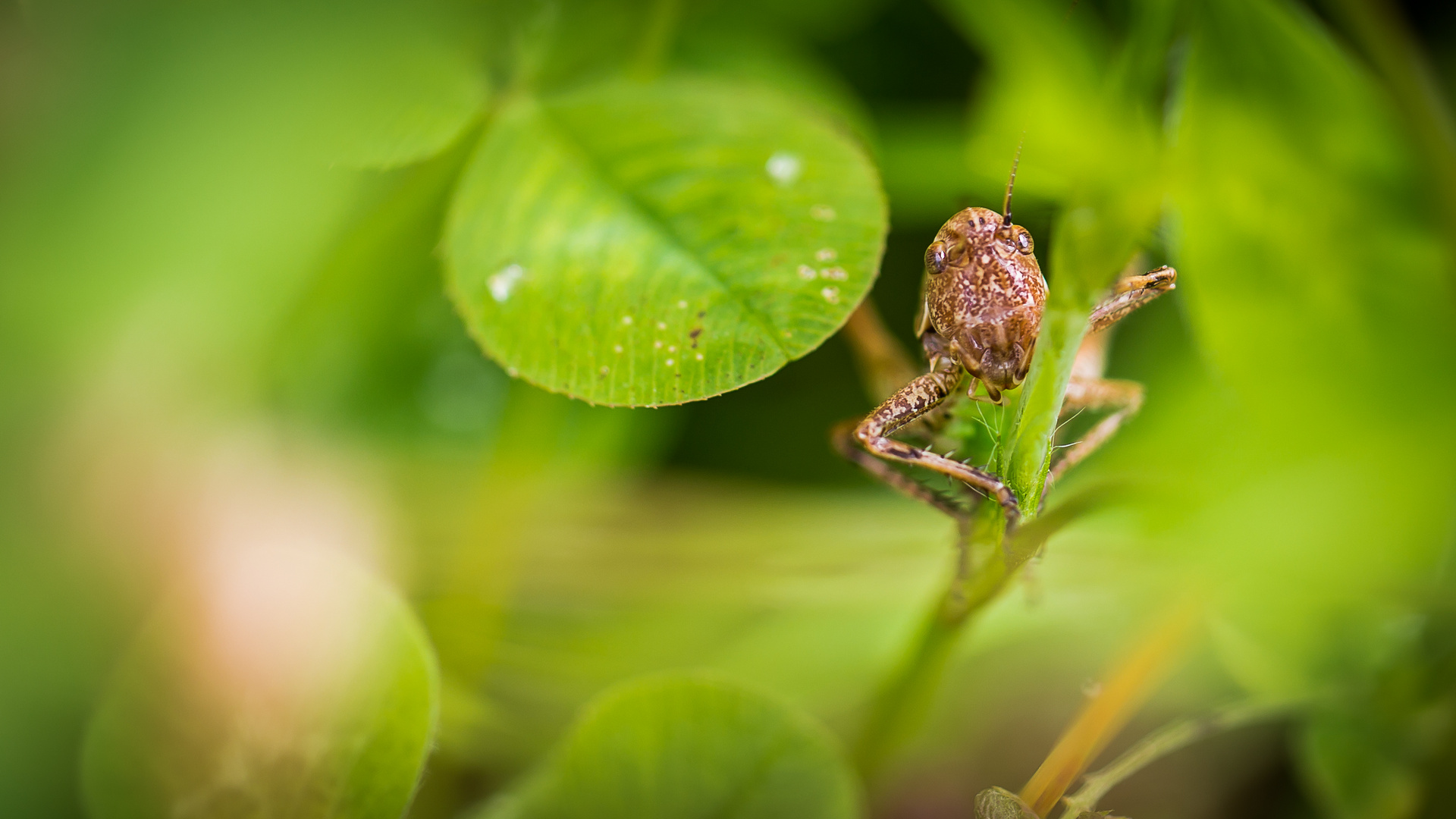 Versteckt