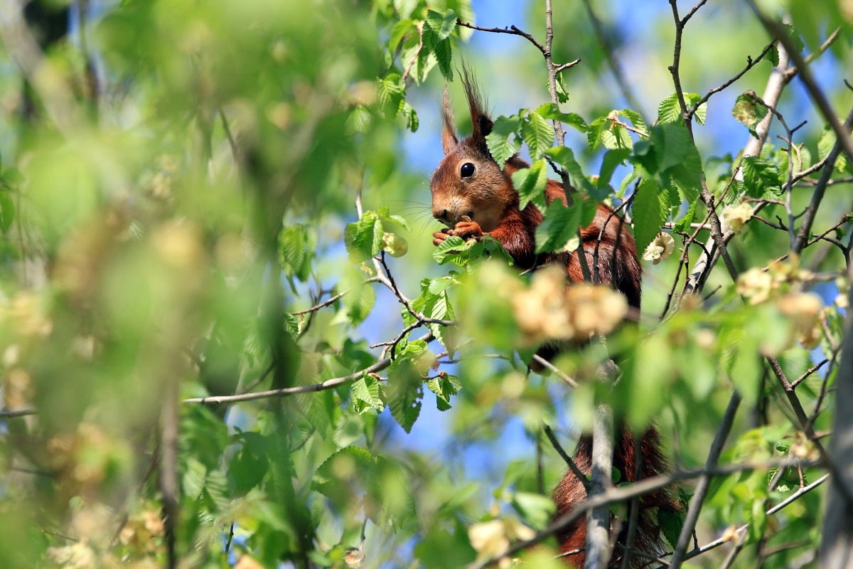 versteckt