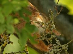 versteckt 