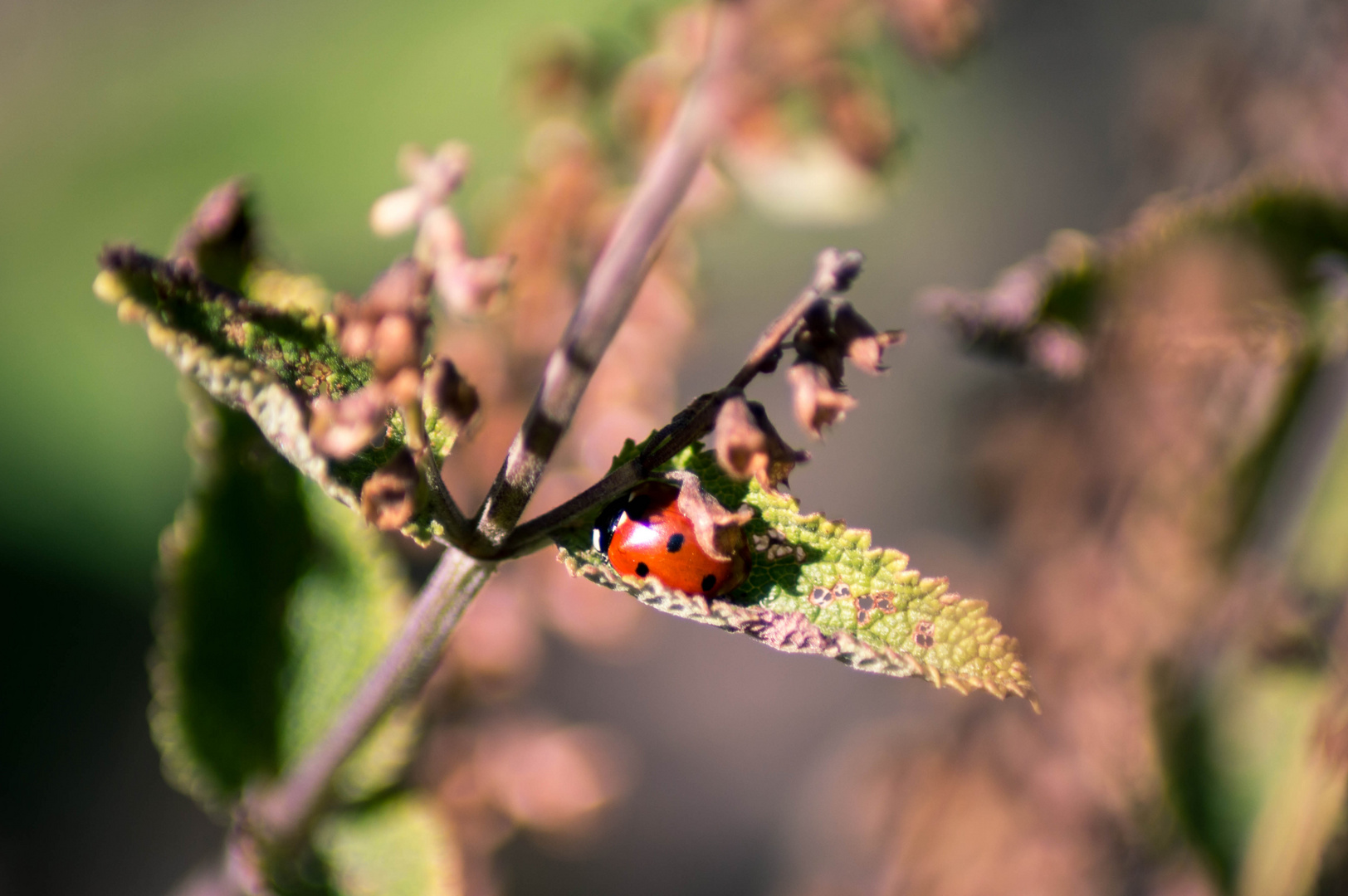 Versteckt!