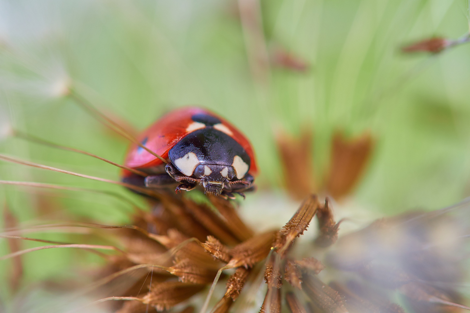 versteckt