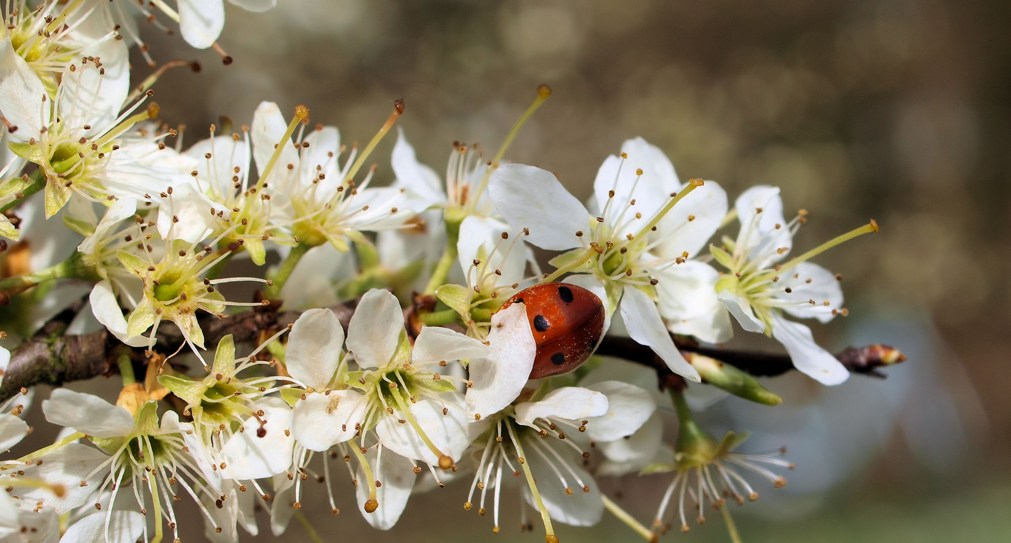 Versteckt...