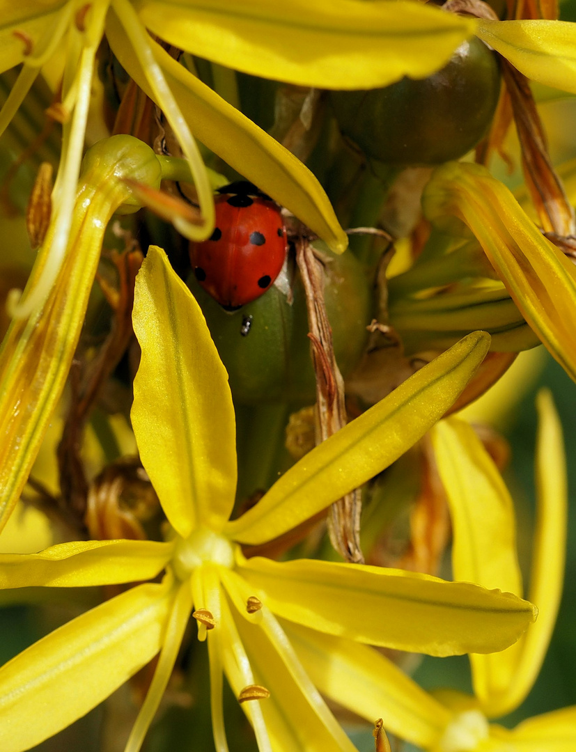 Versteckt aber doch aufgefallen....