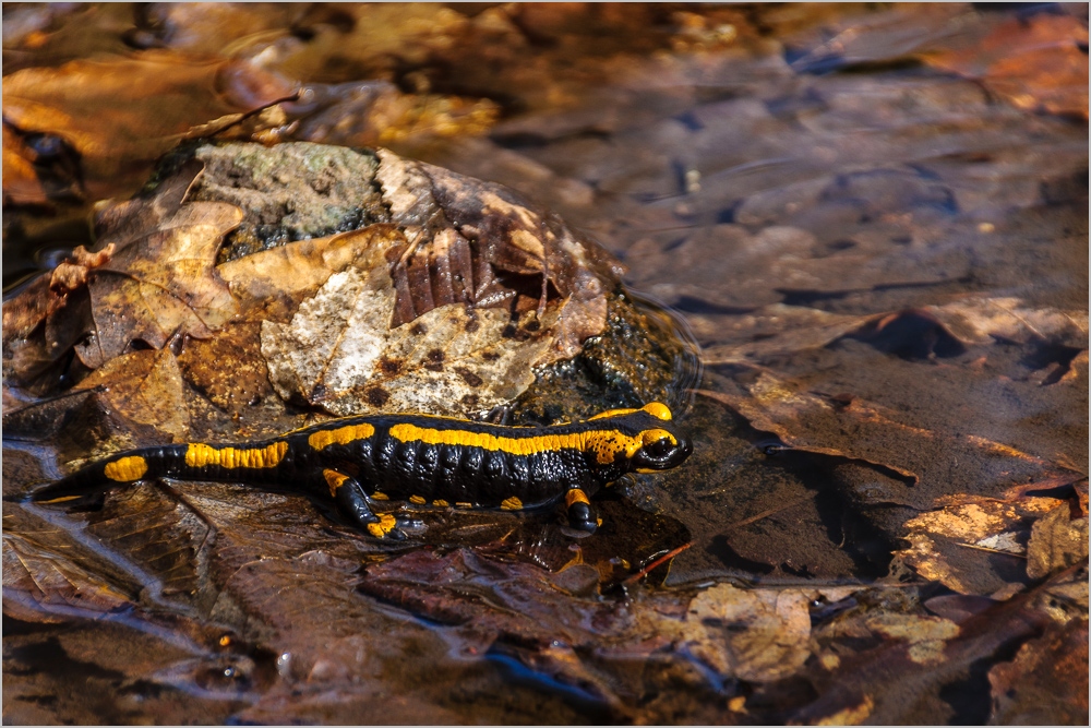 Versteckt aber doch entdeckt im Bodetal