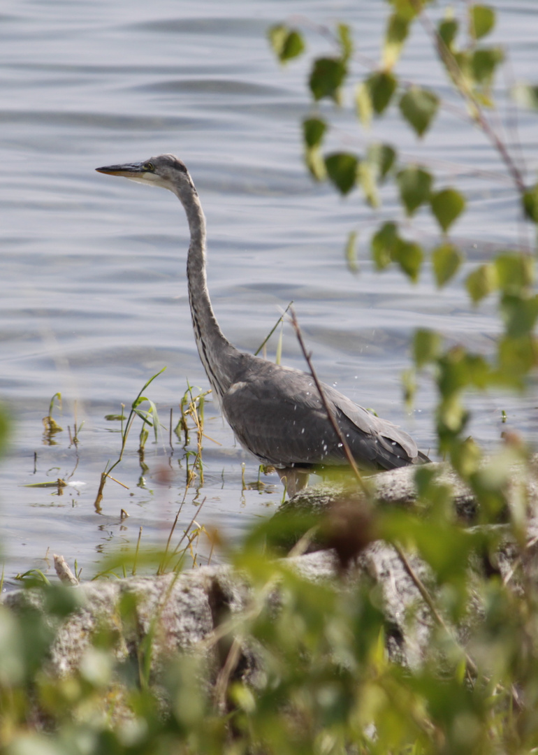 ..versteckt am Ufer..