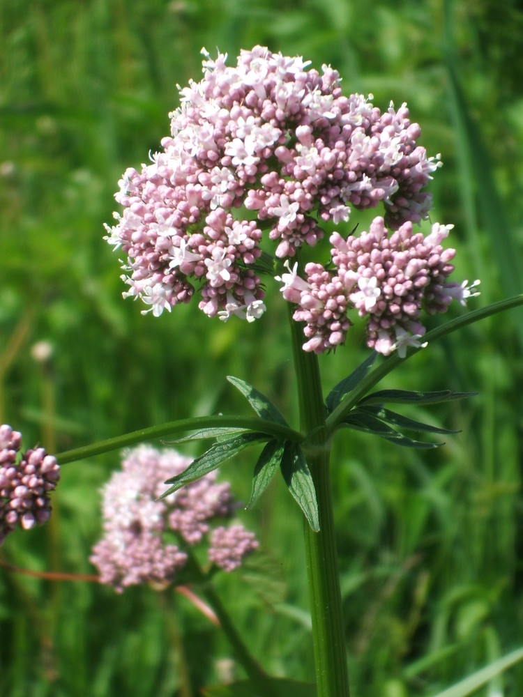 Versteckt am Wegesrand