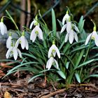 versteckt am Zaun, Schneeglöckchen - prächtig blühendn