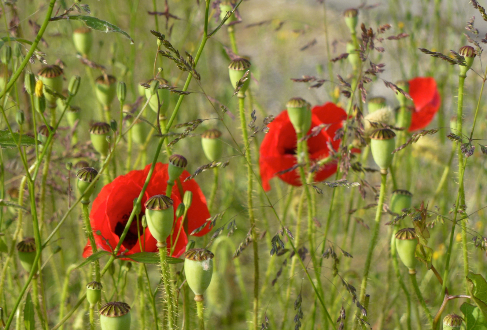 versteckt….