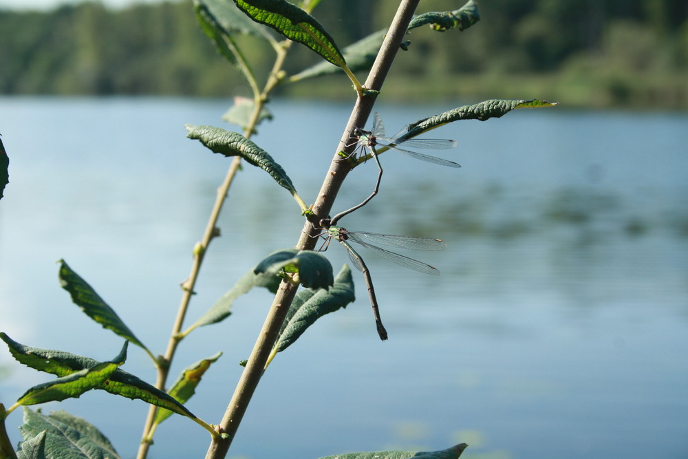 versteckt