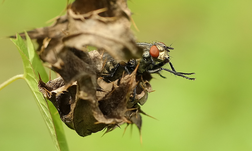 Versteckt