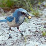 Versteckt die Eicheln im Sand