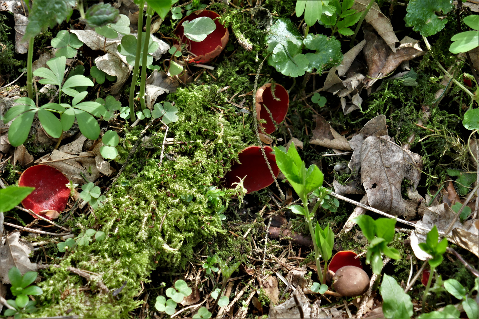 Versteckt - entdeckt! Becherlinge