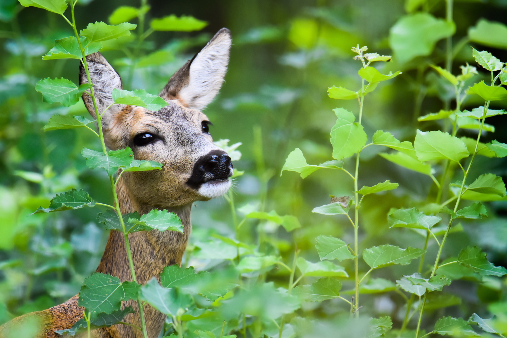 Versteckt 