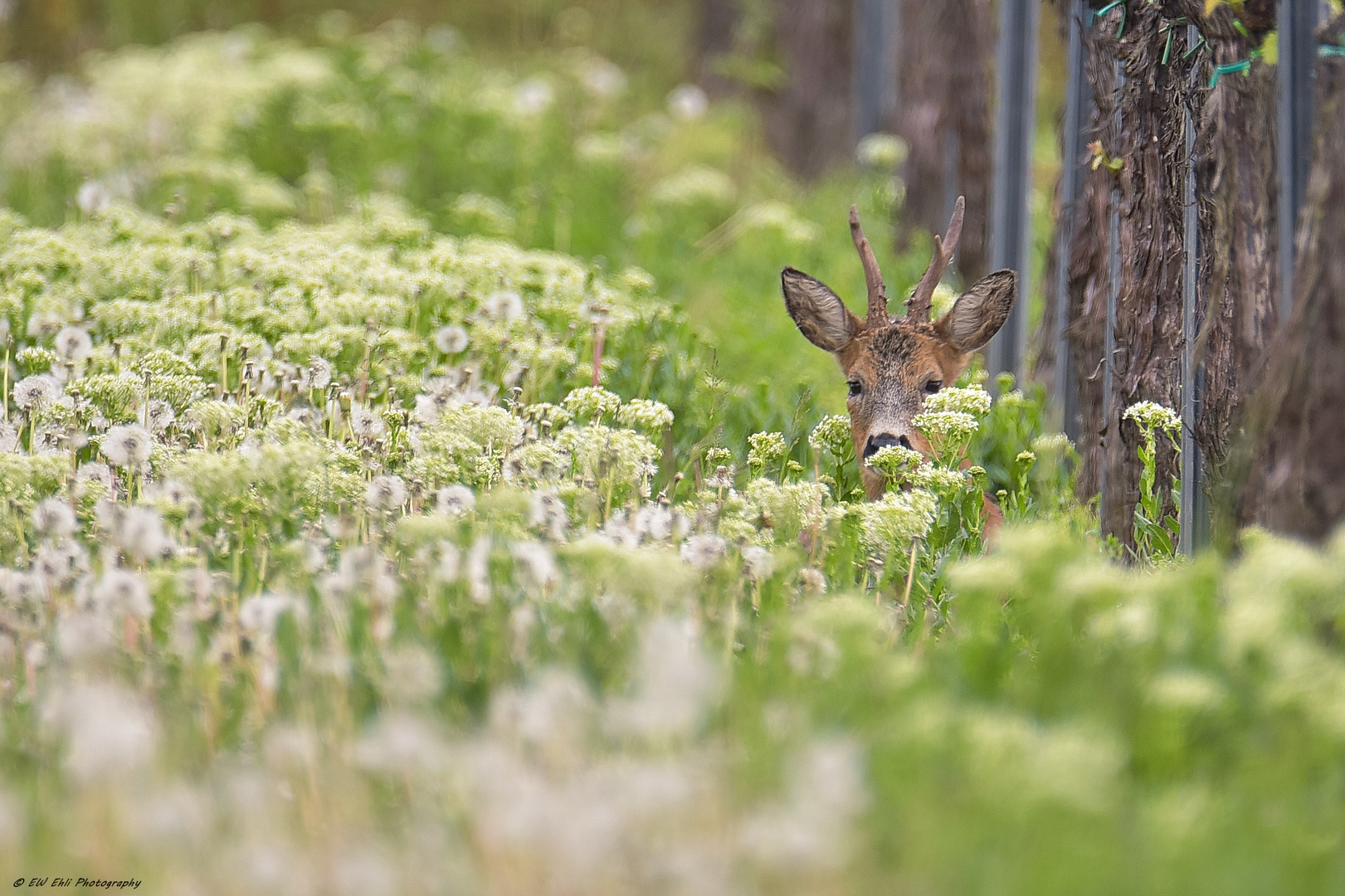 Versteckt hat er....