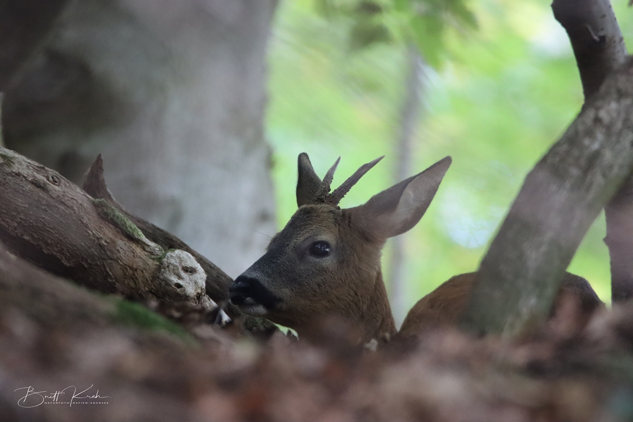 Versteckt hatte sich der Rehbock