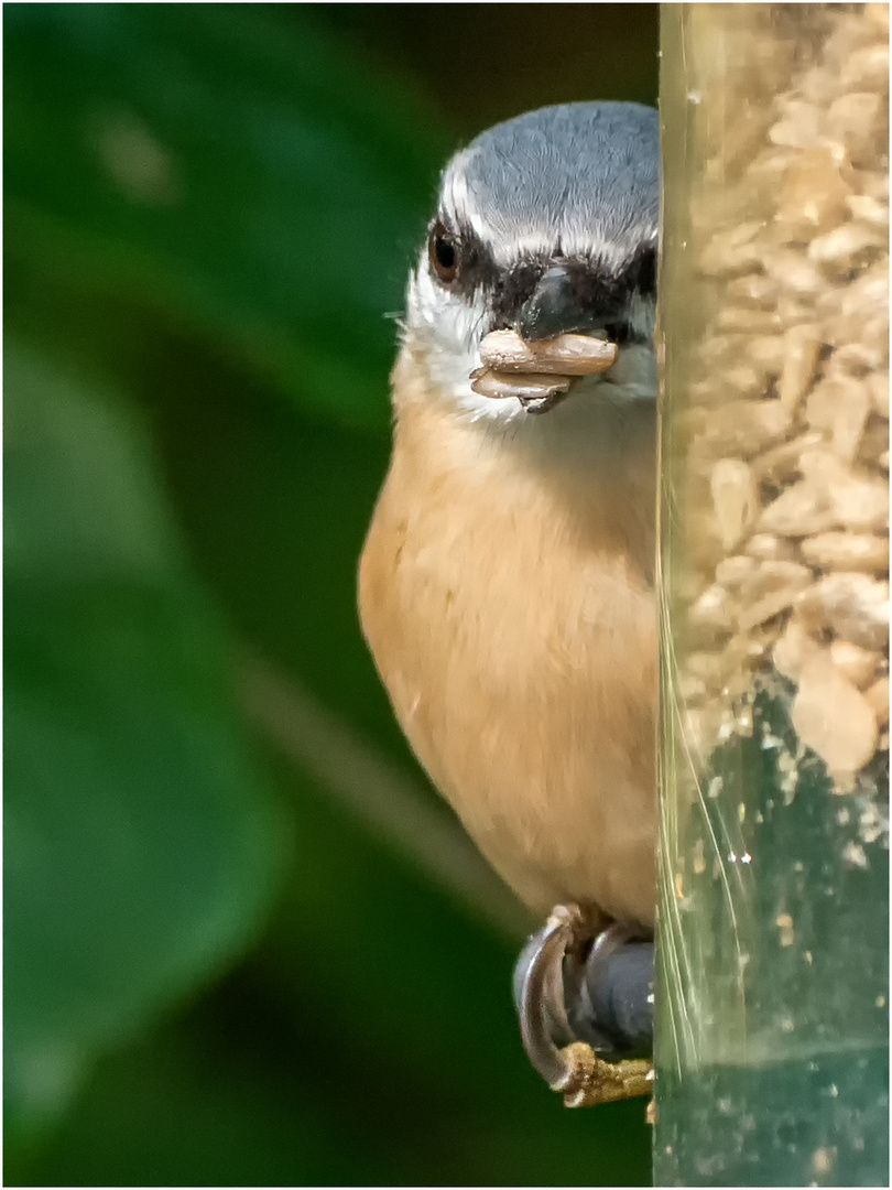 versteckt hinter dem Futtersilo  .....