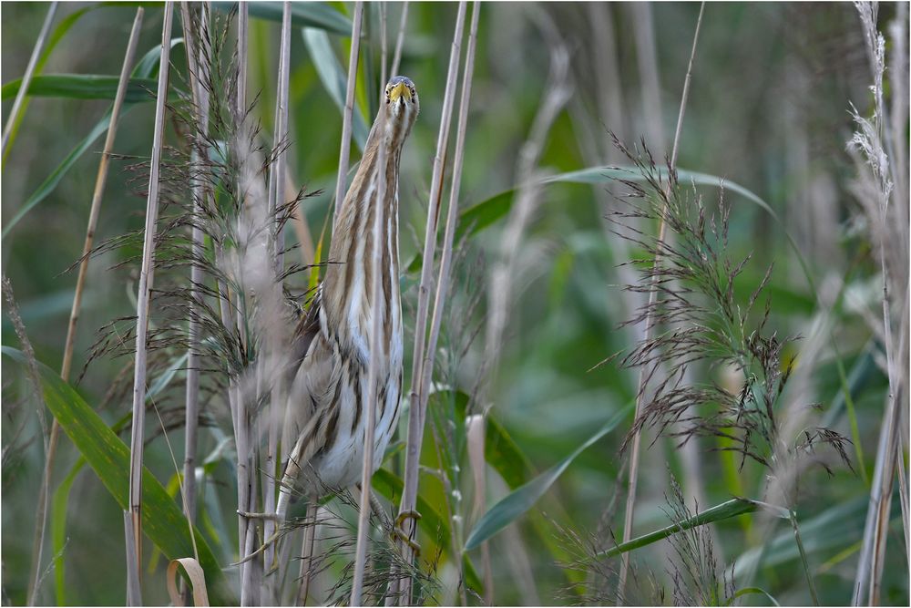 Versteckt hinterm Schilfhalm