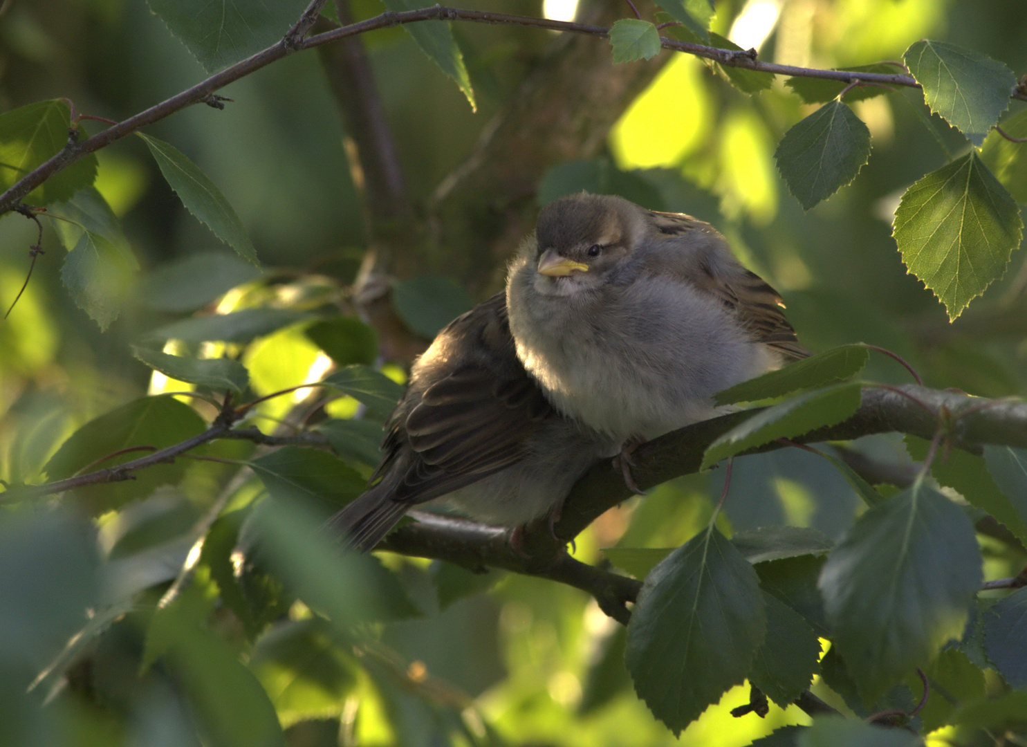 versteckt im Baum